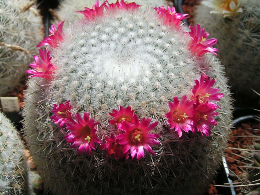 Mammillaria kunthii